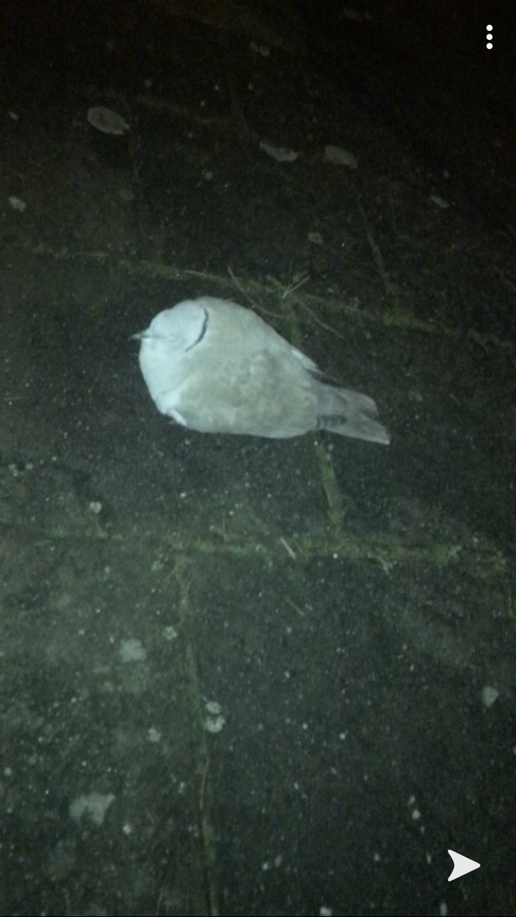 Picture for question