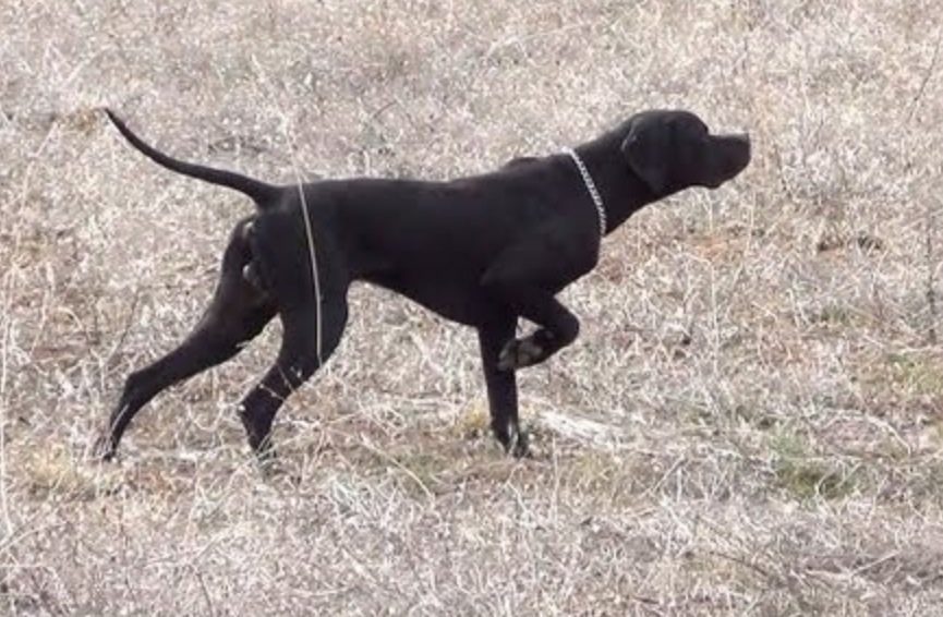 Plaatje bij antwoord