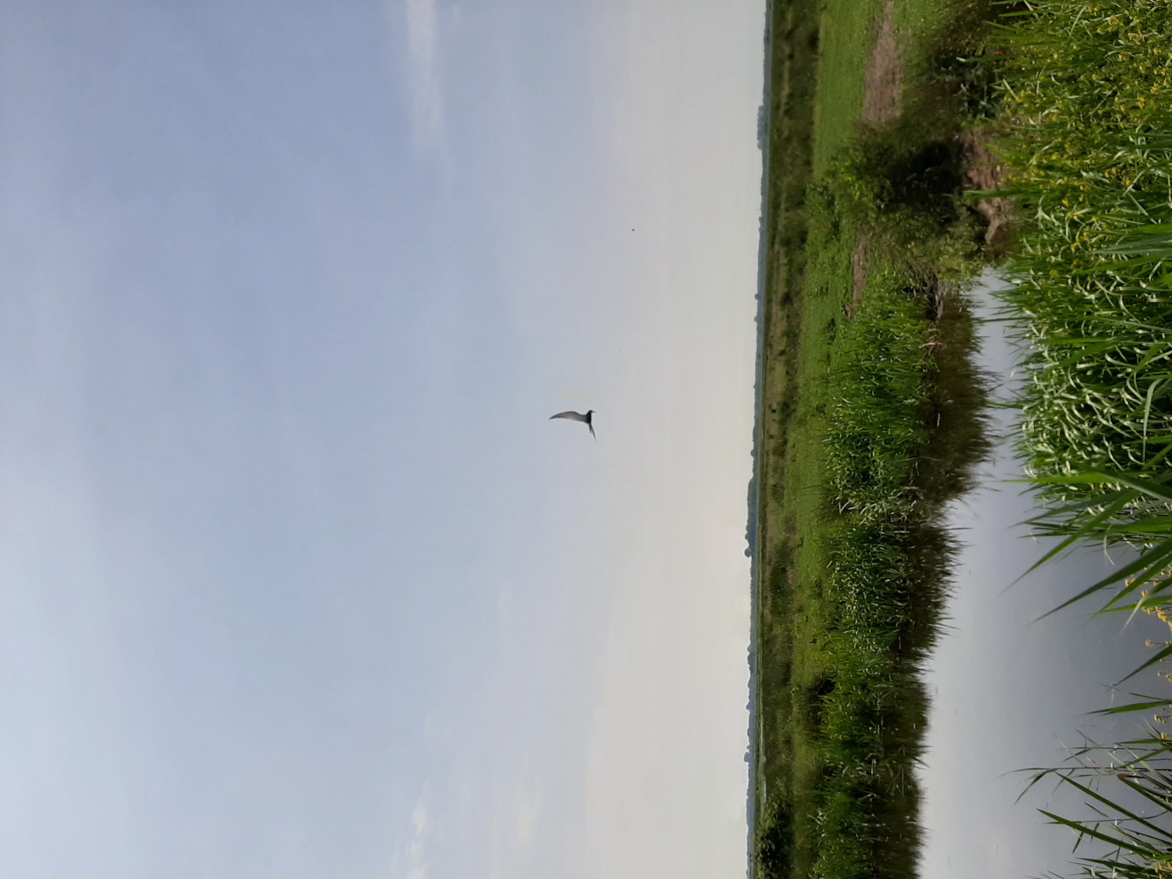 Picture for question