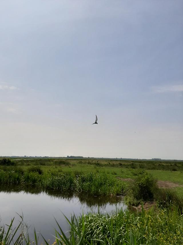 Picture for question