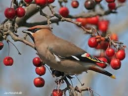 Plaatje bij antwoord