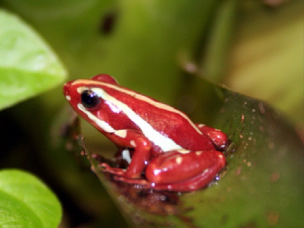 Plaatje bij antwoord