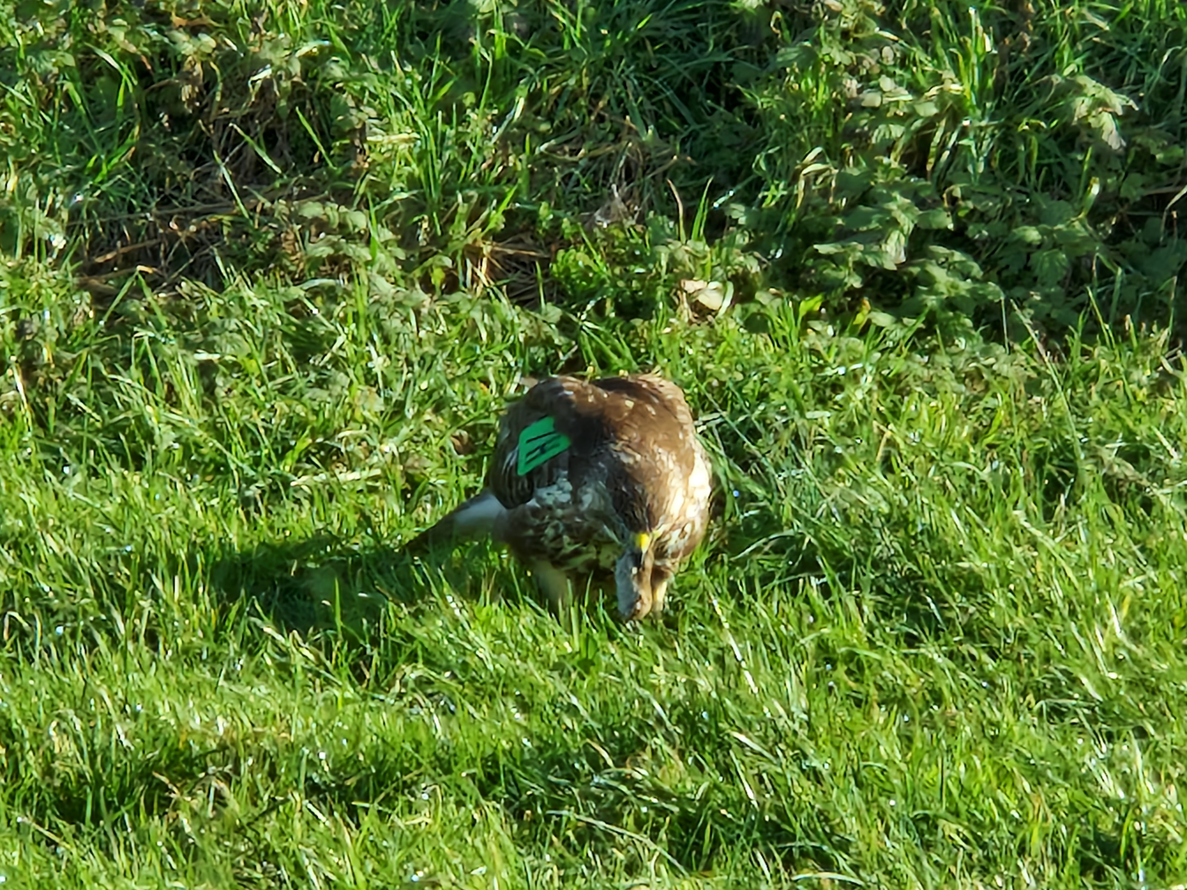 Picture for question