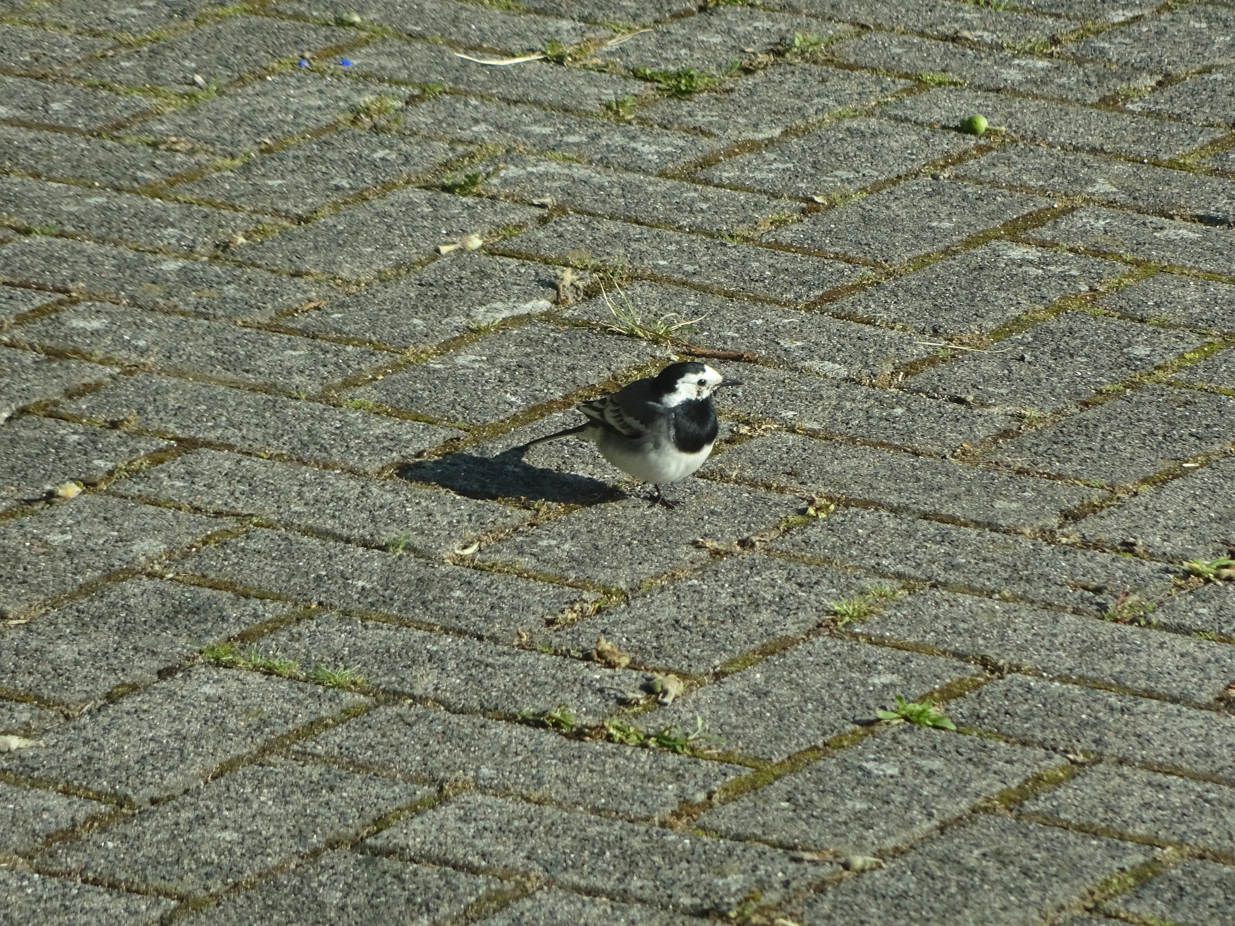 Picture for question