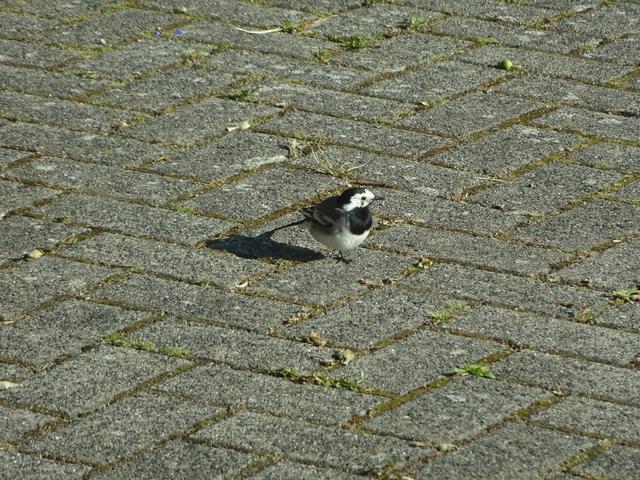 Picture for question