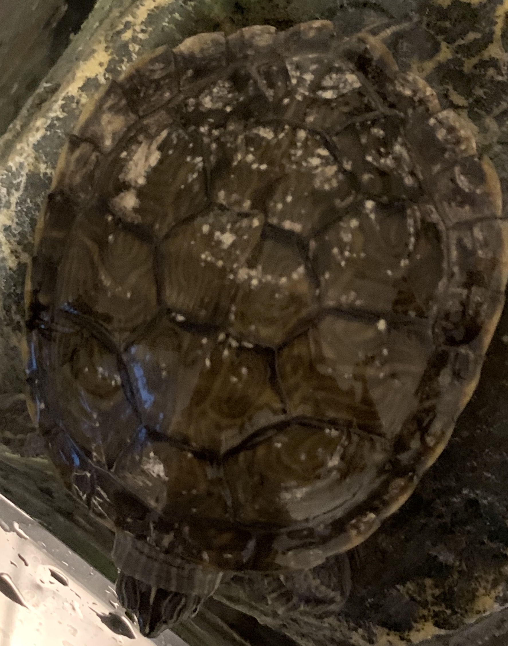 Picture for question