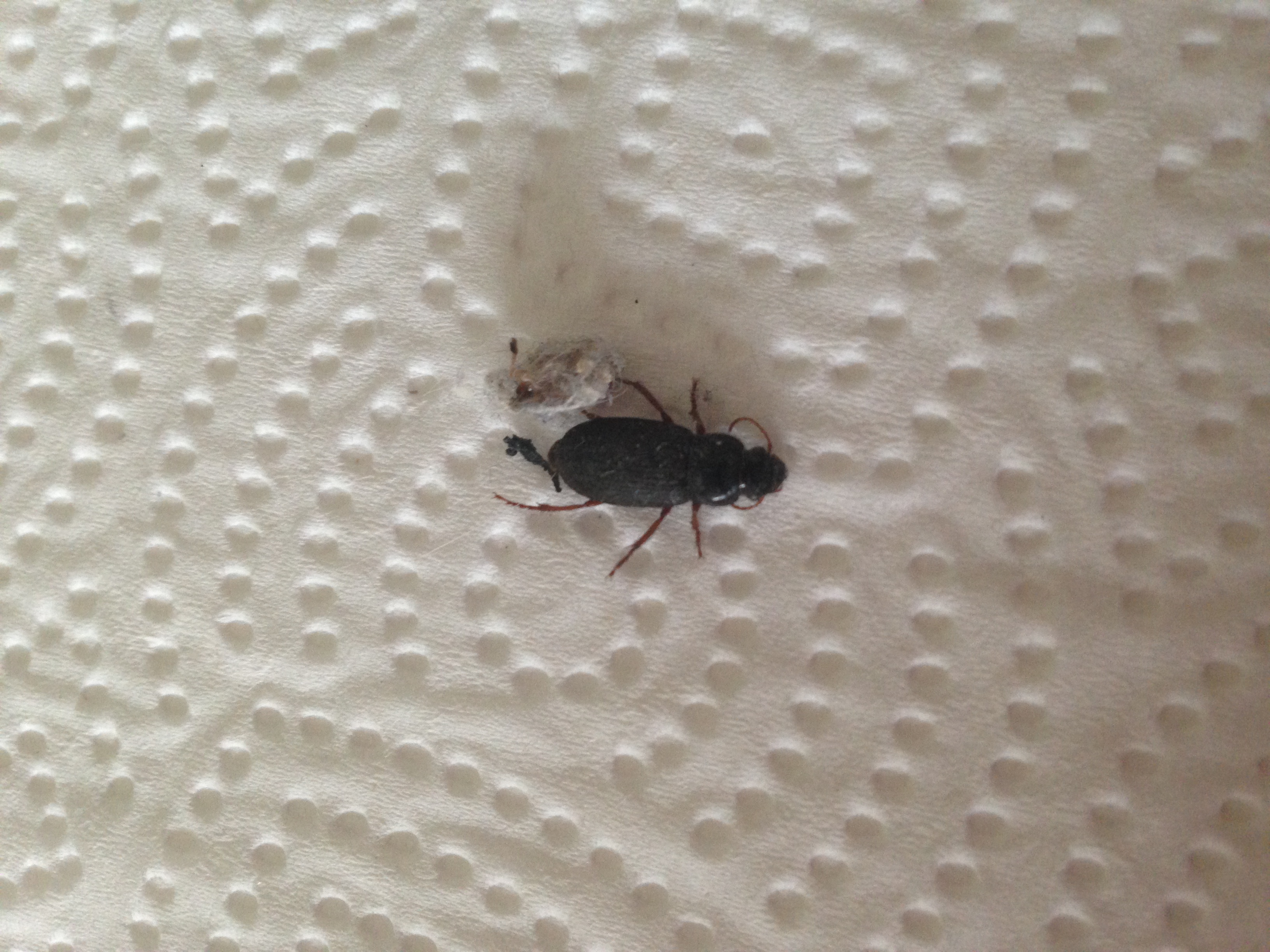 Picture for question