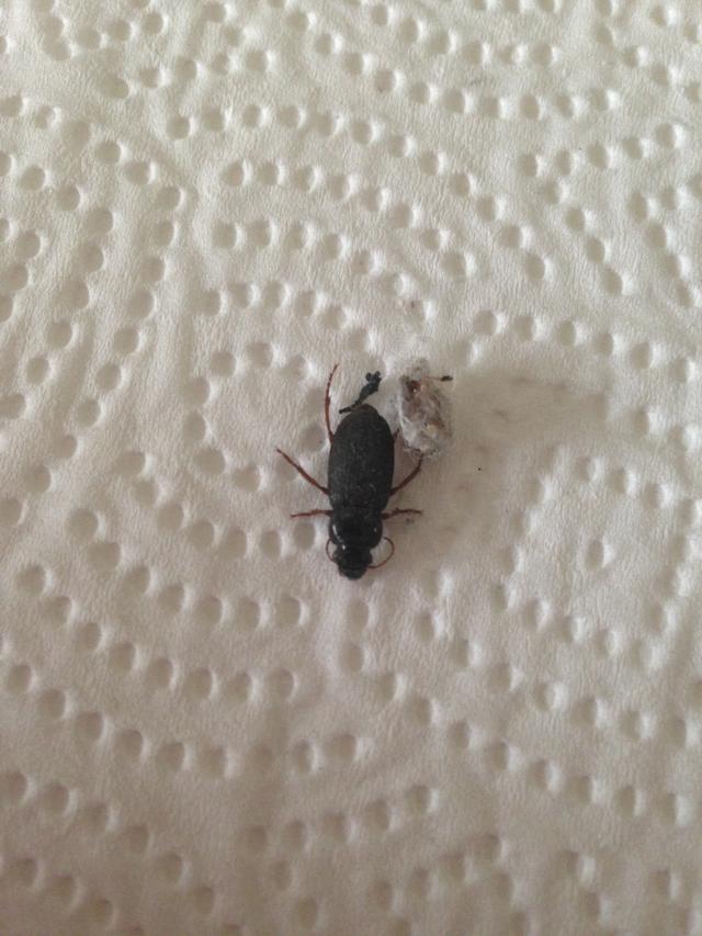 Picture for question