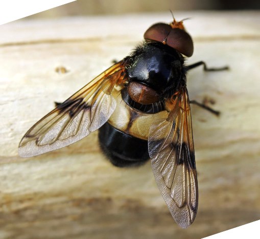 Plaatje bij antwoord