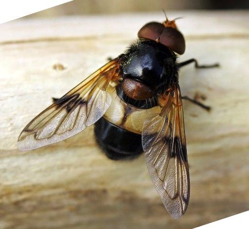 Plaatje bij antwoord