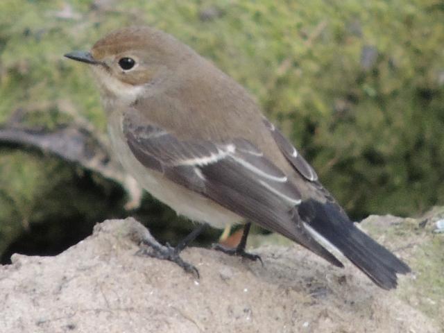 Plaatje bij antwoord