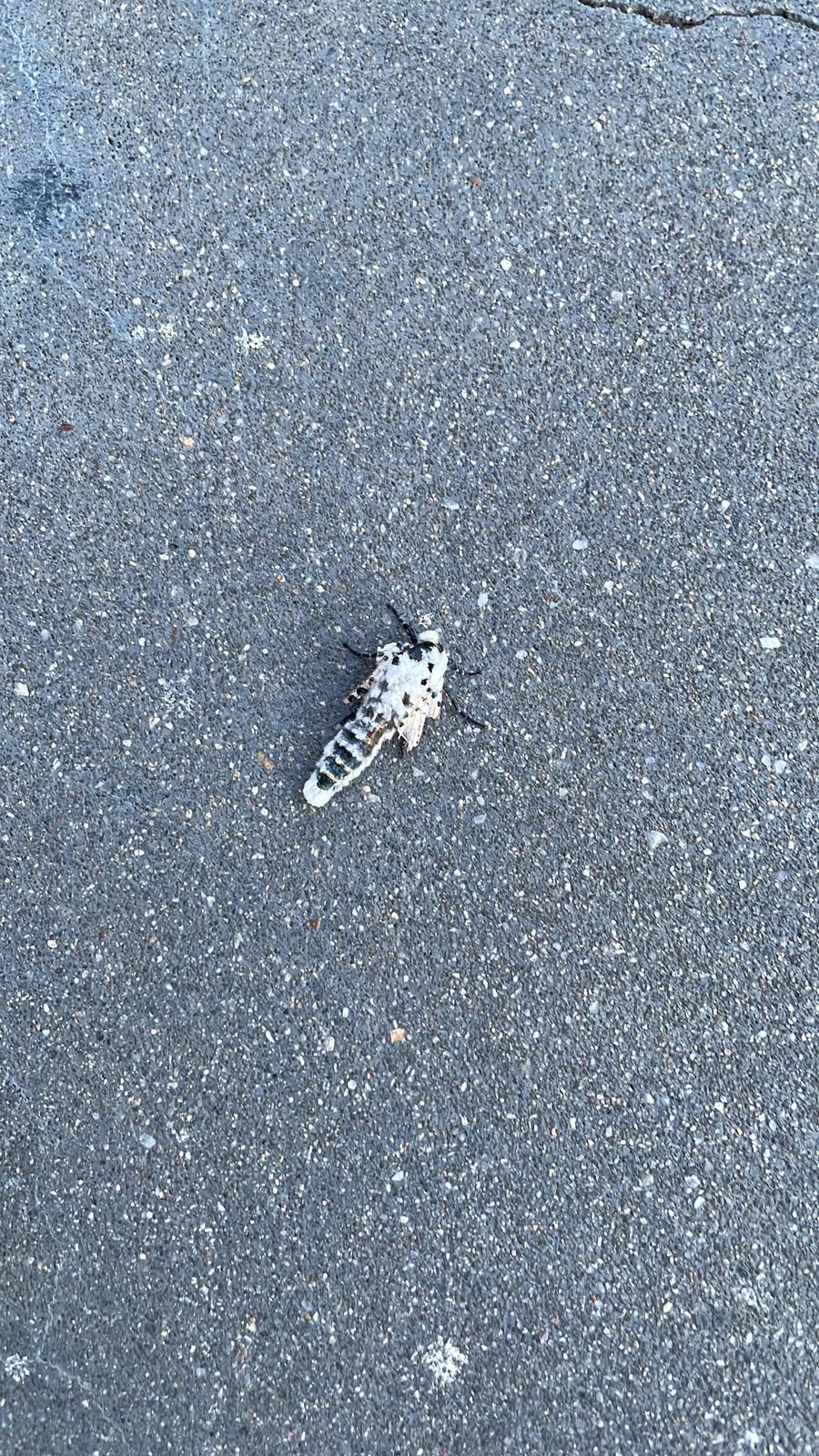 Picture for question