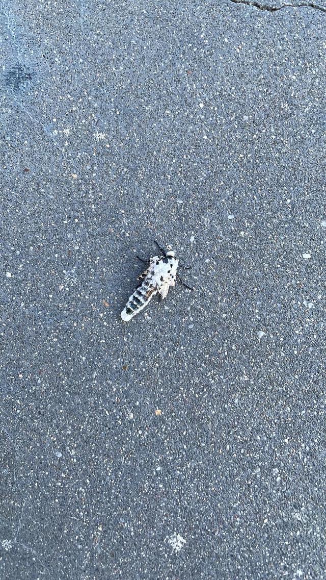 Picture for question