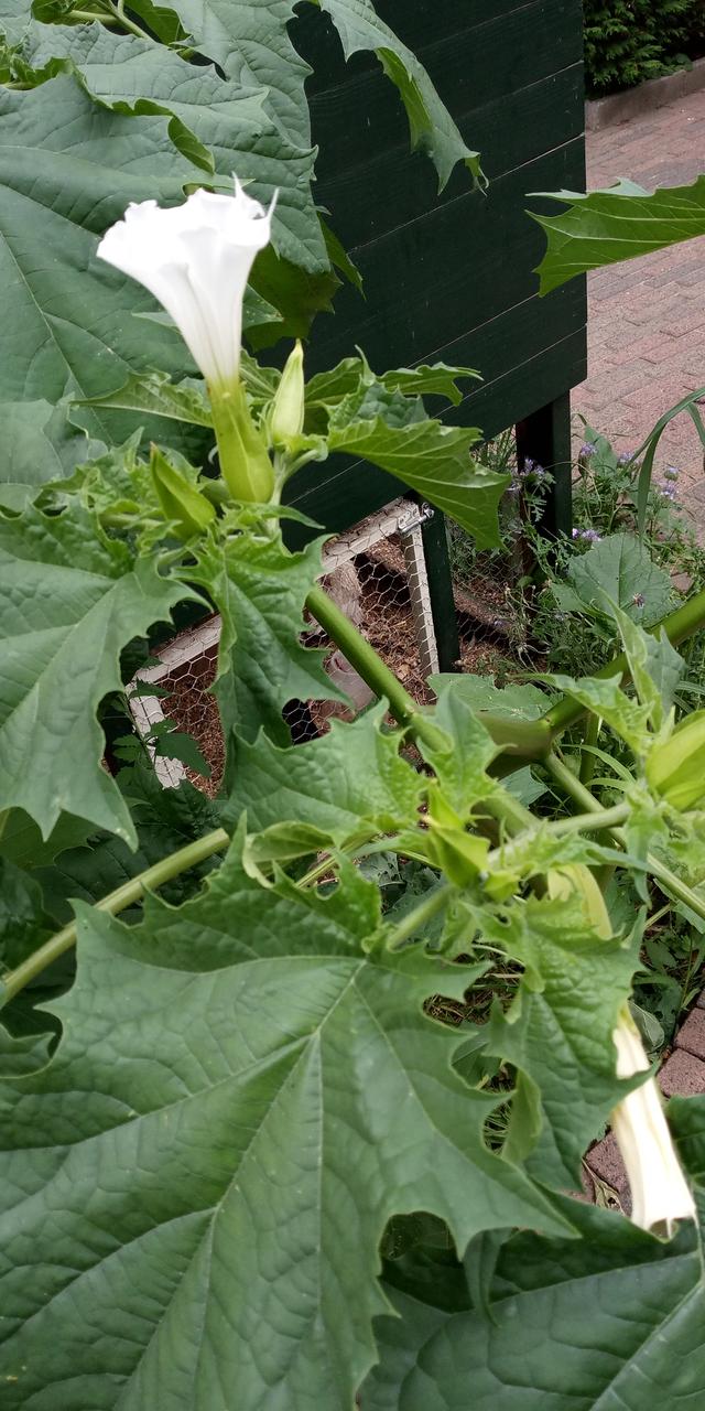 Picture for question