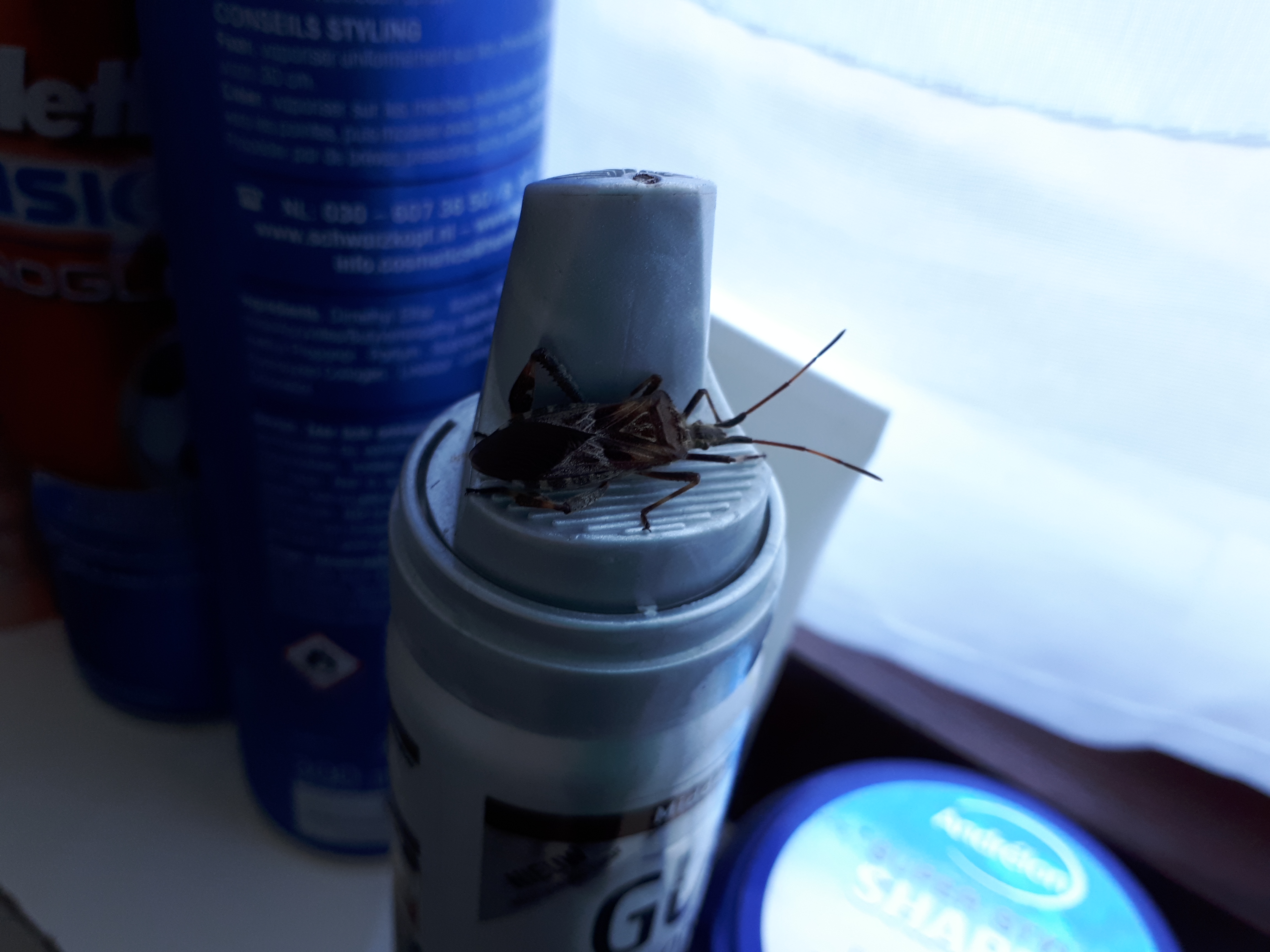 Picture for question