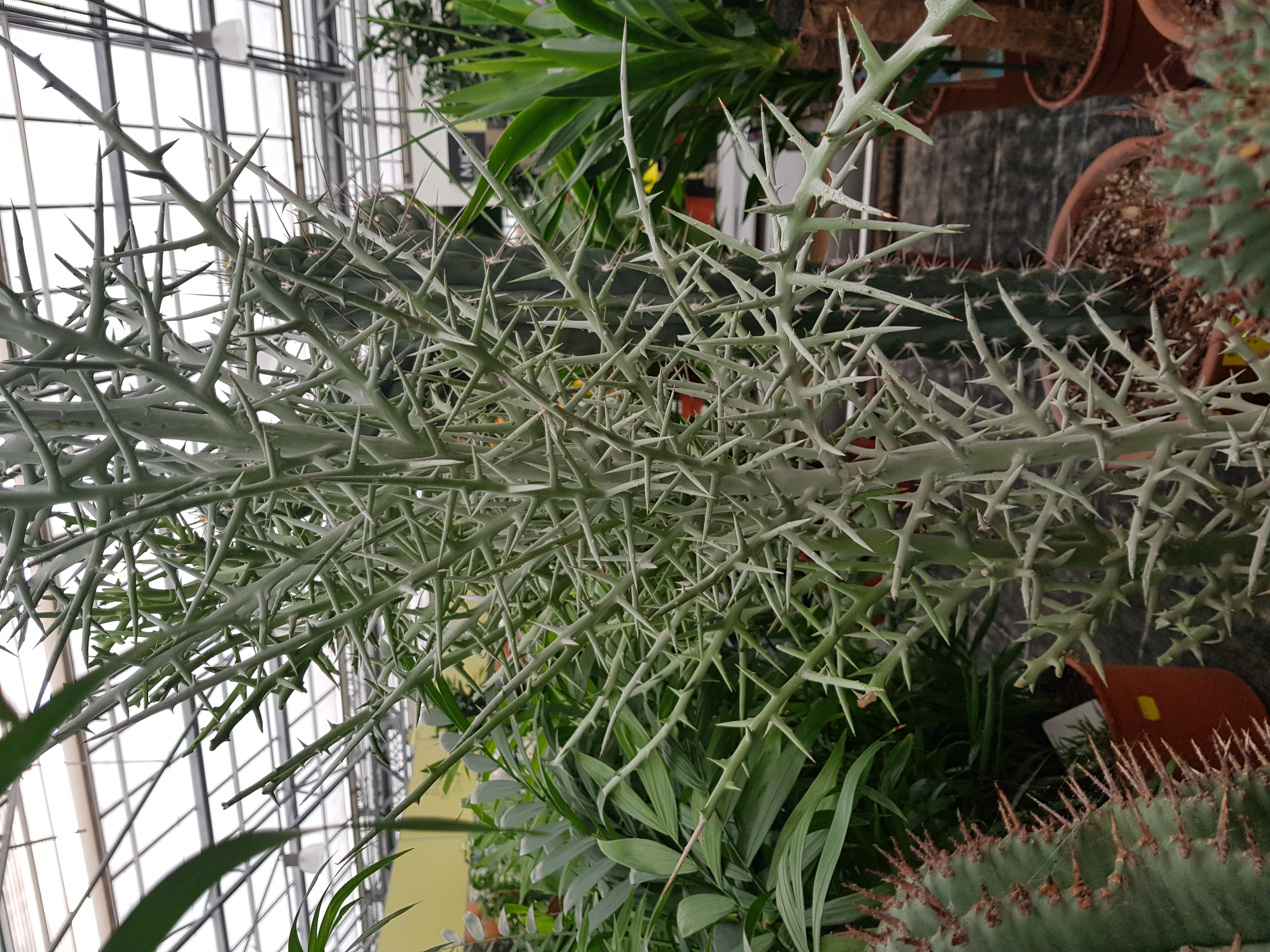 Picture for question