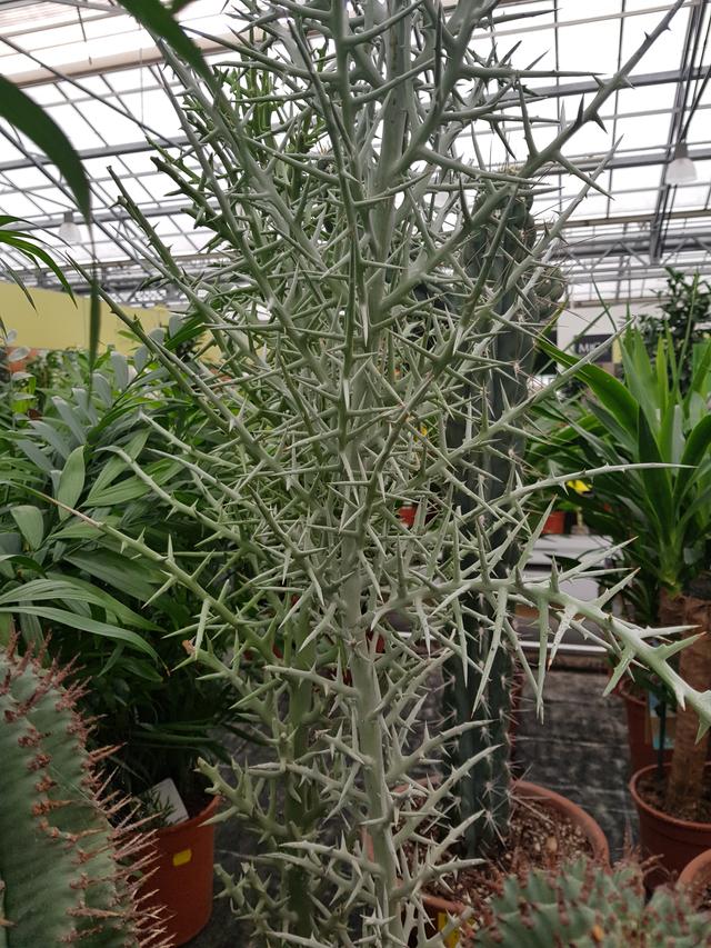 Picture for question