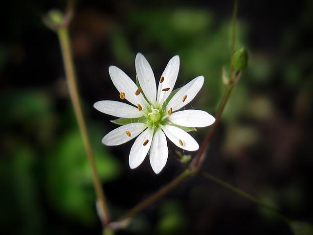 Plaatje bij antwoord