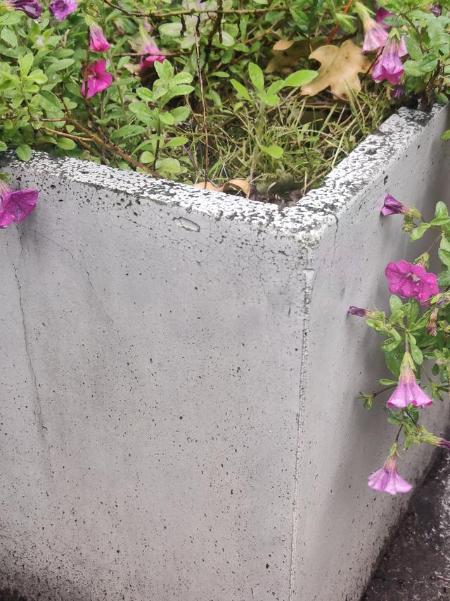 Picture for question