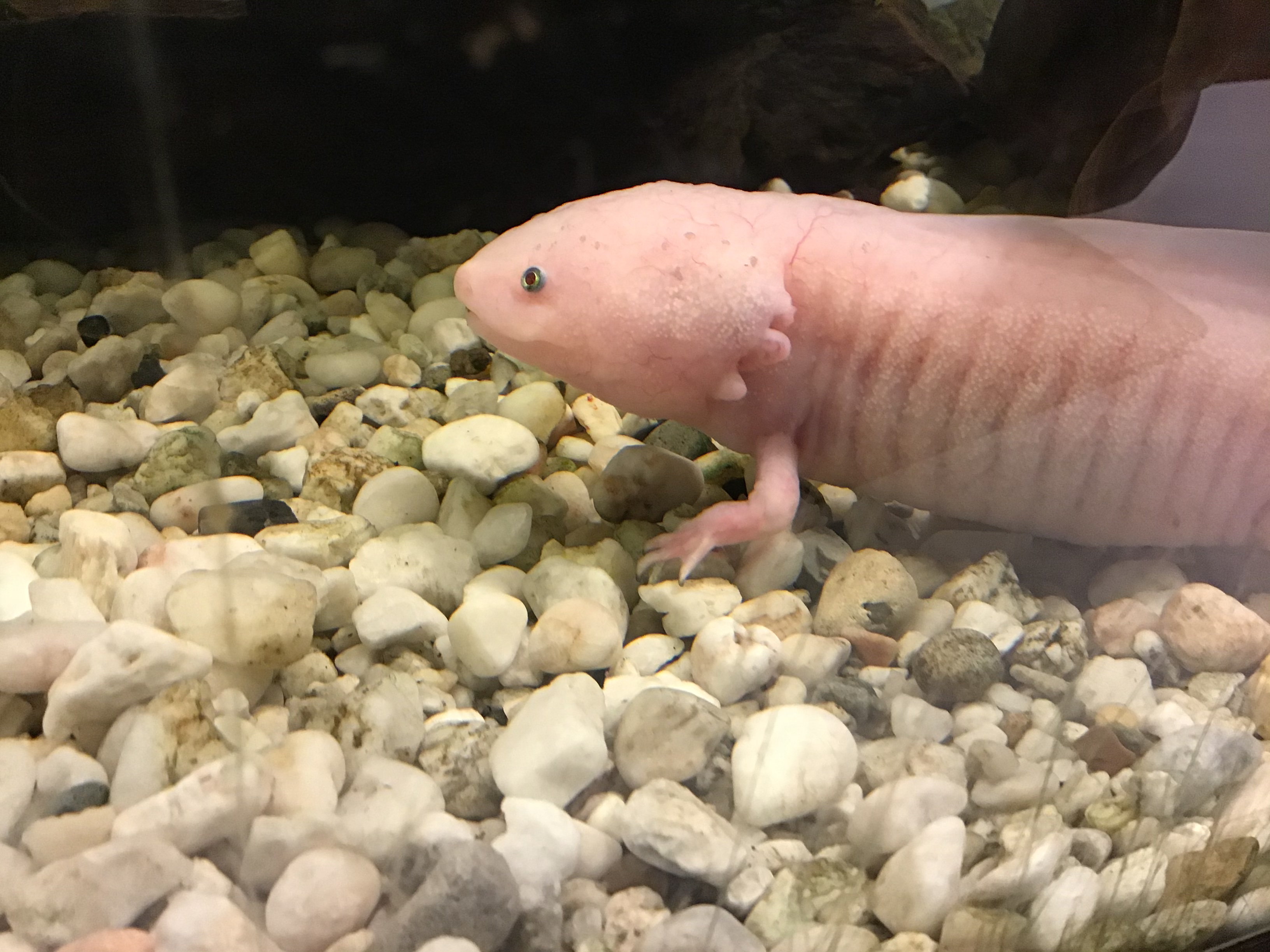 Picture for question