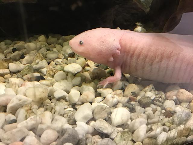 Picture for question