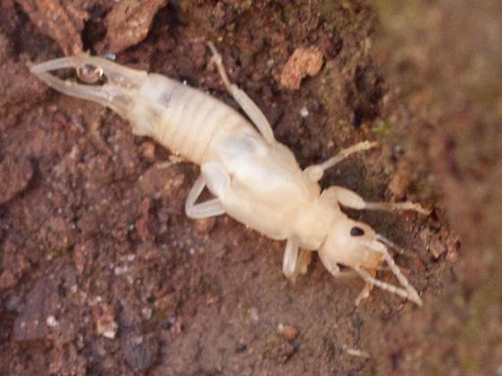 Plaatje bij antwoord