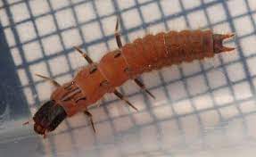 Plaatje bij antwoord