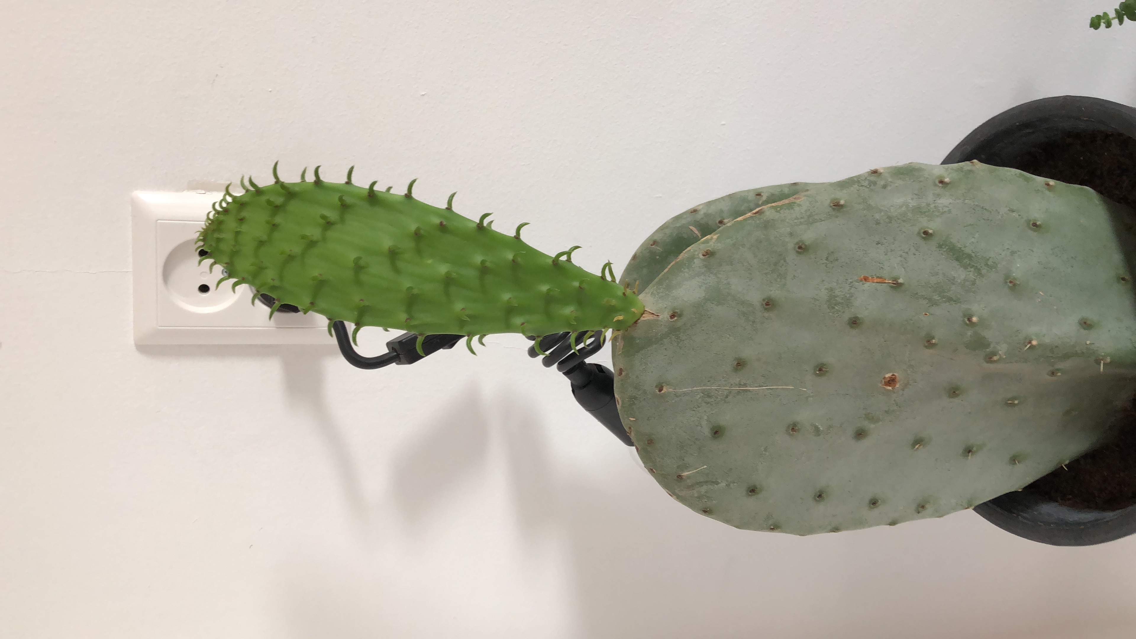 Picture for question