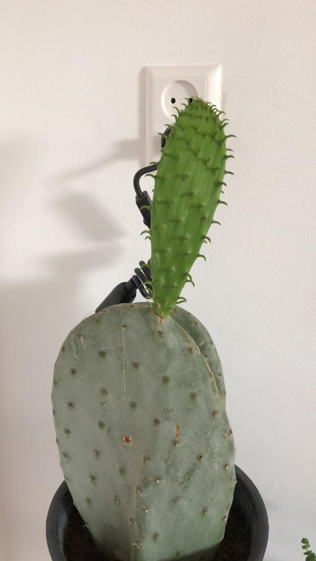 Picture for question