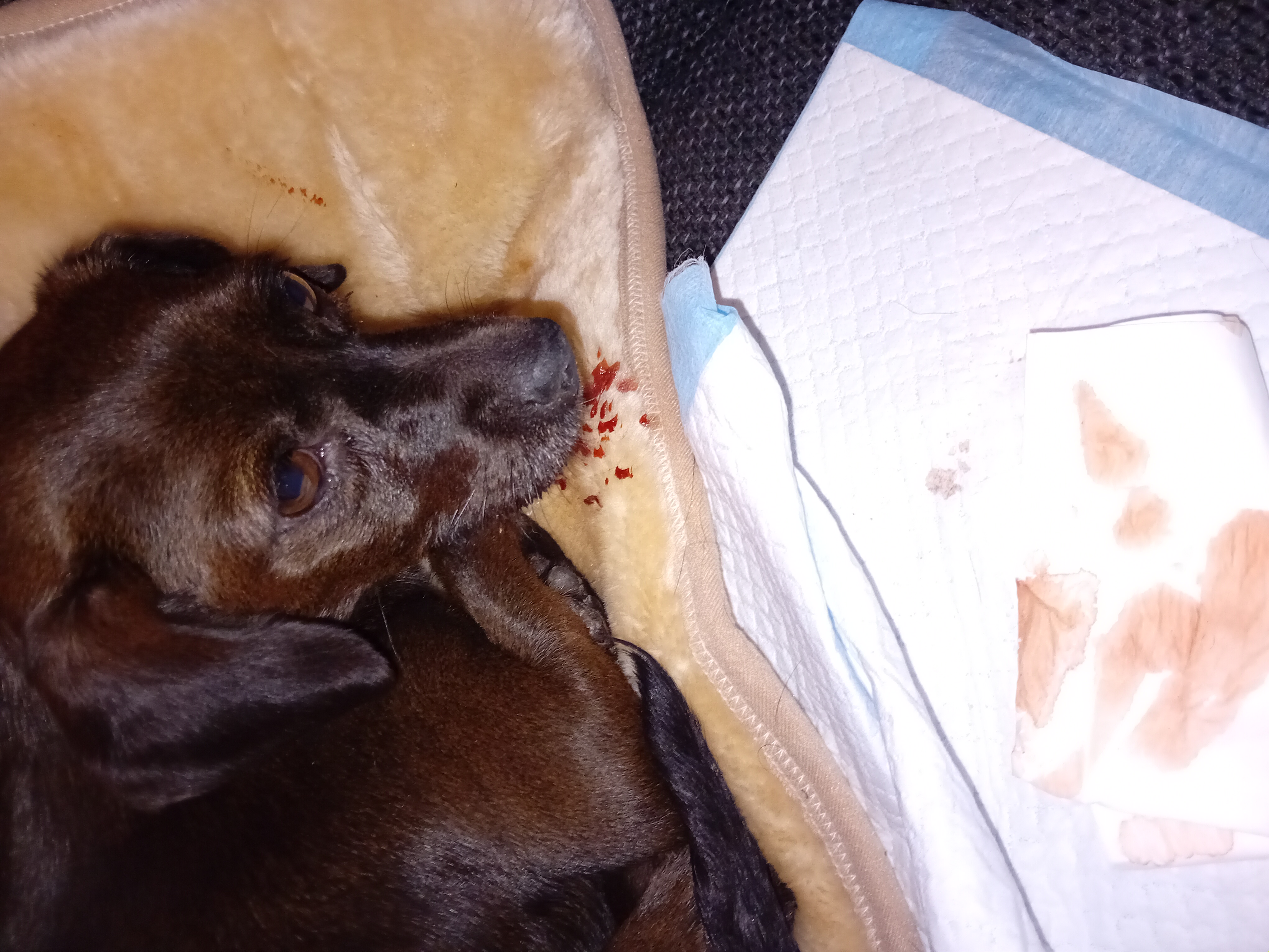 Picture for question