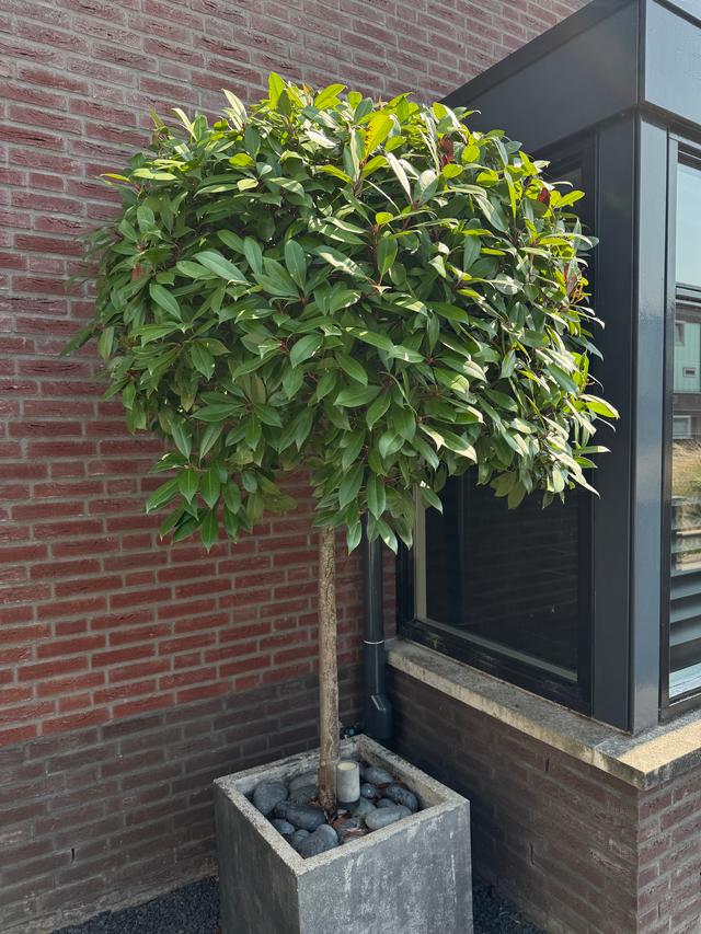 Picture for question