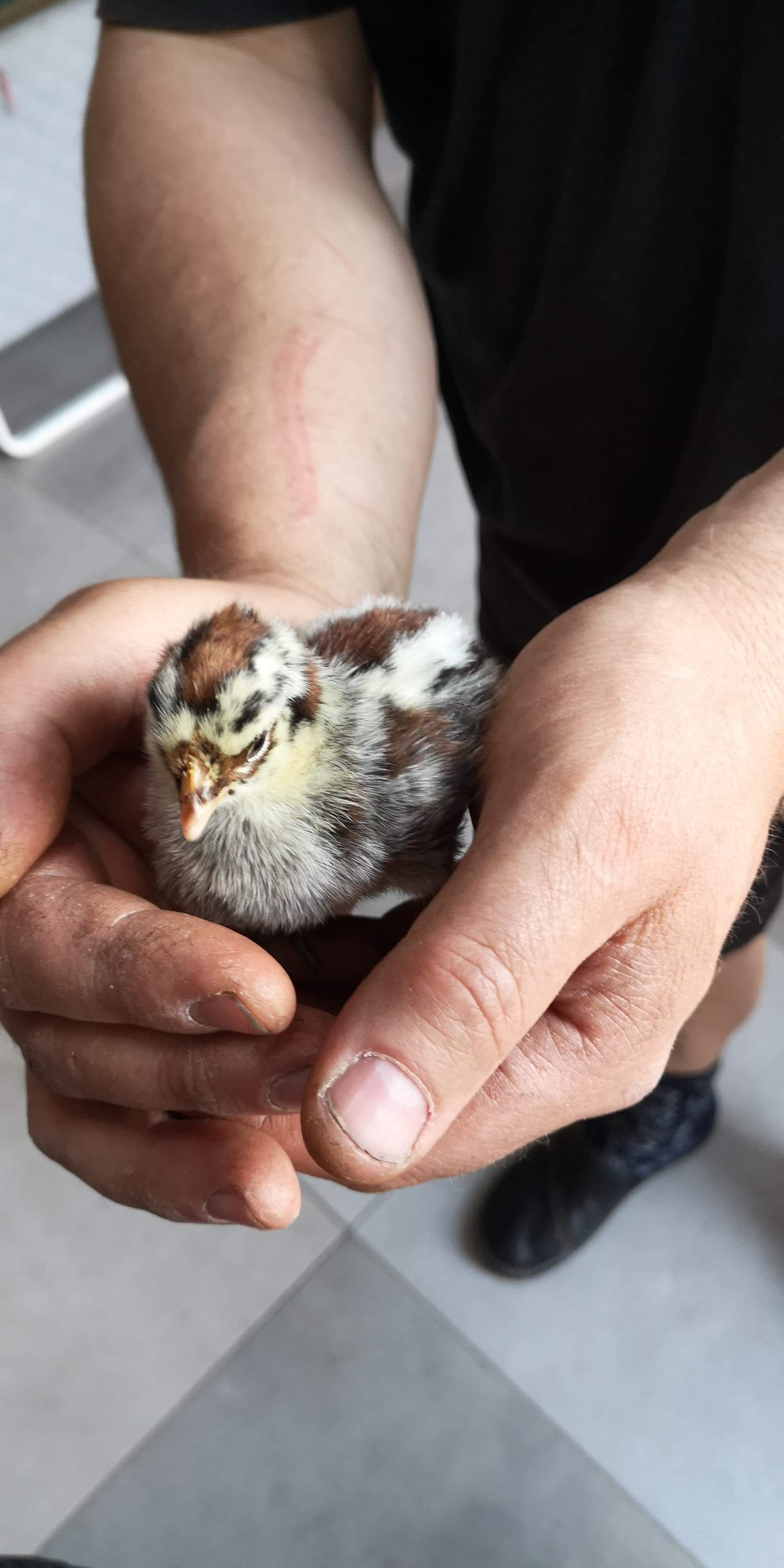 Picture for question