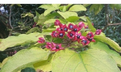 Picture for question