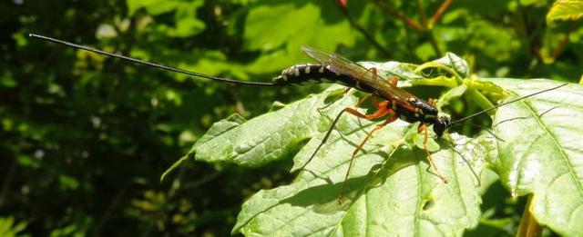 Plaatje bij antwoord