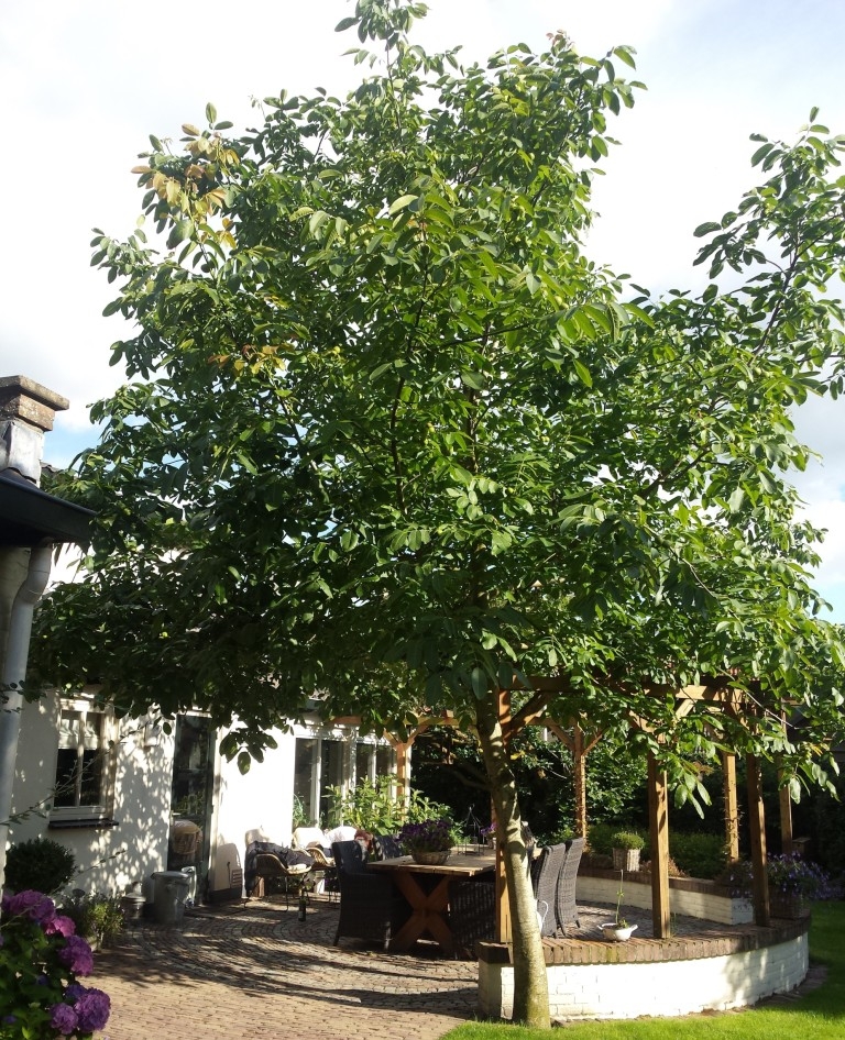 Picture for question