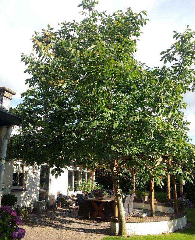 Picture for question