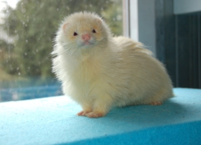 Plaatje bij antwoord