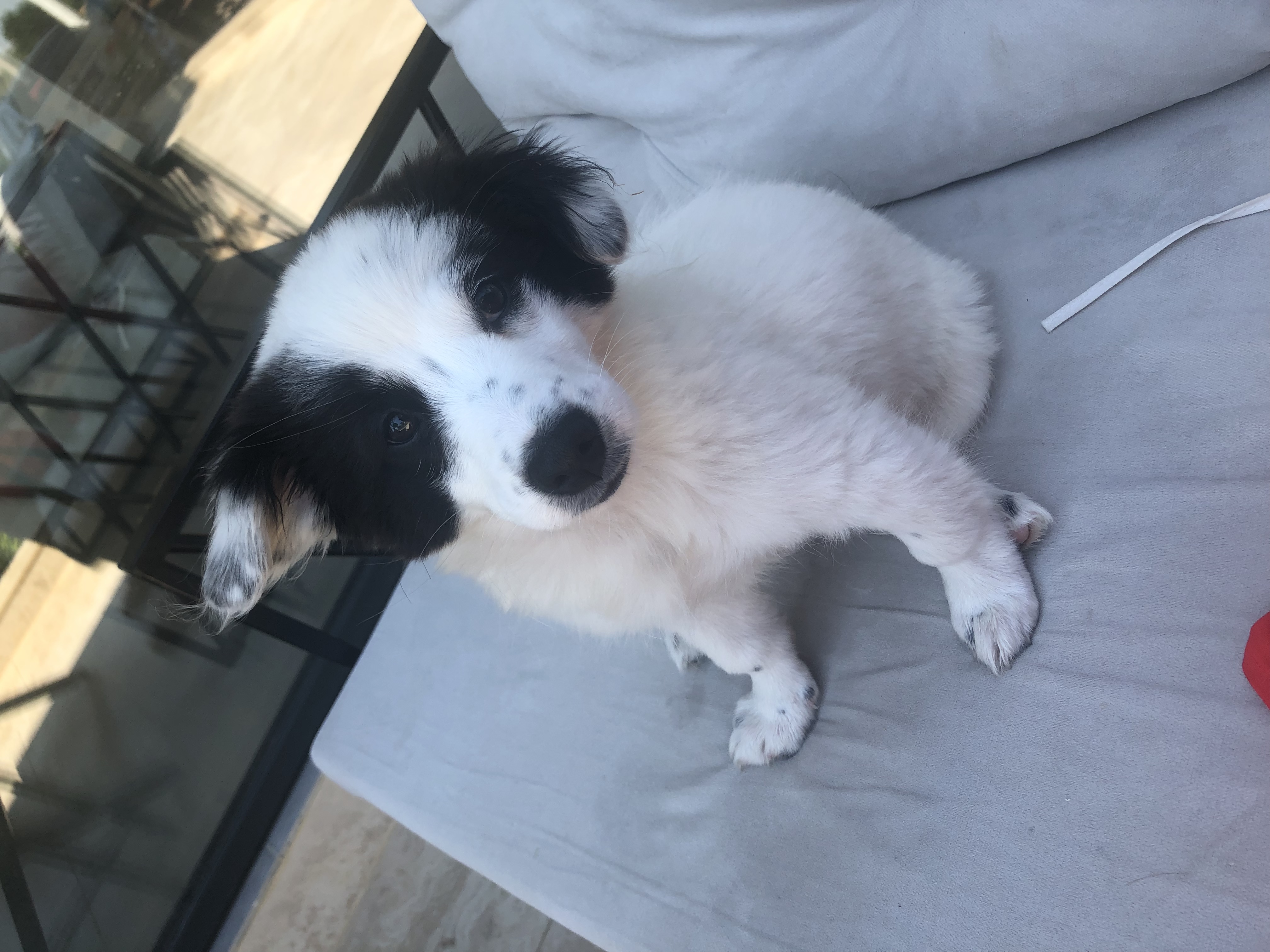 Picture for question