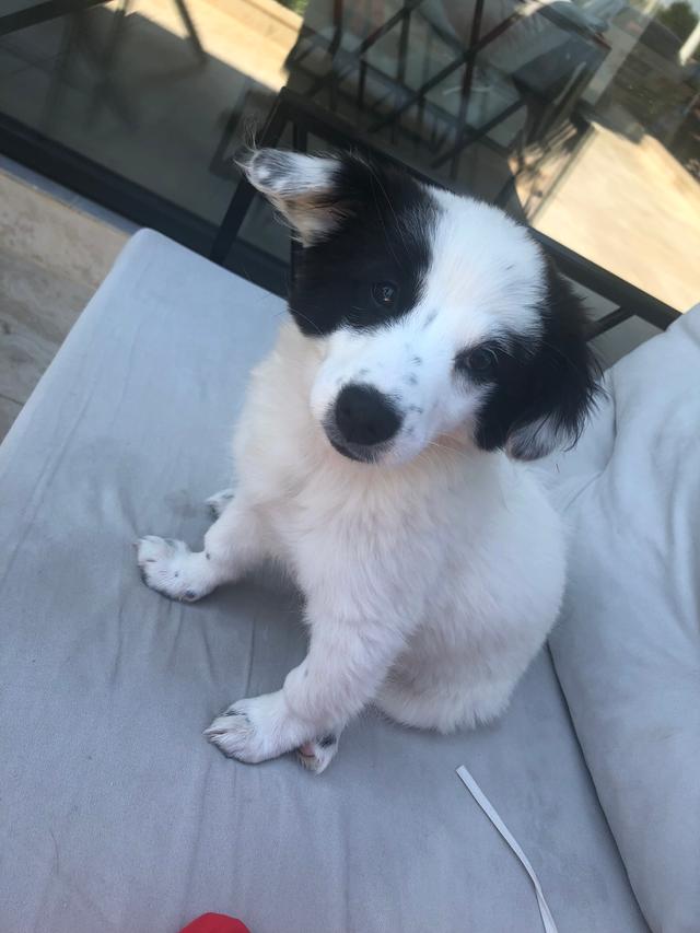 Picture for question