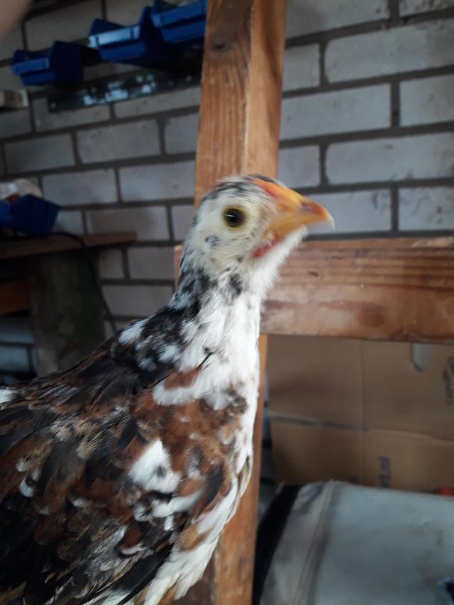 Picture for question