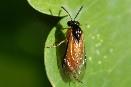 Plaatje bij antwoord