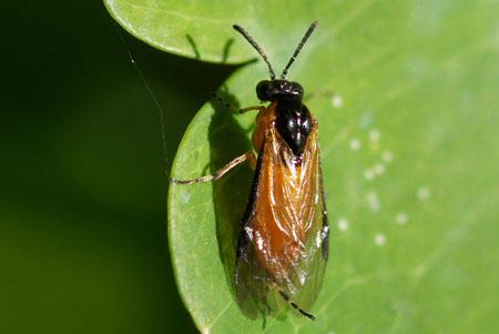 Plaatje bij antwoord