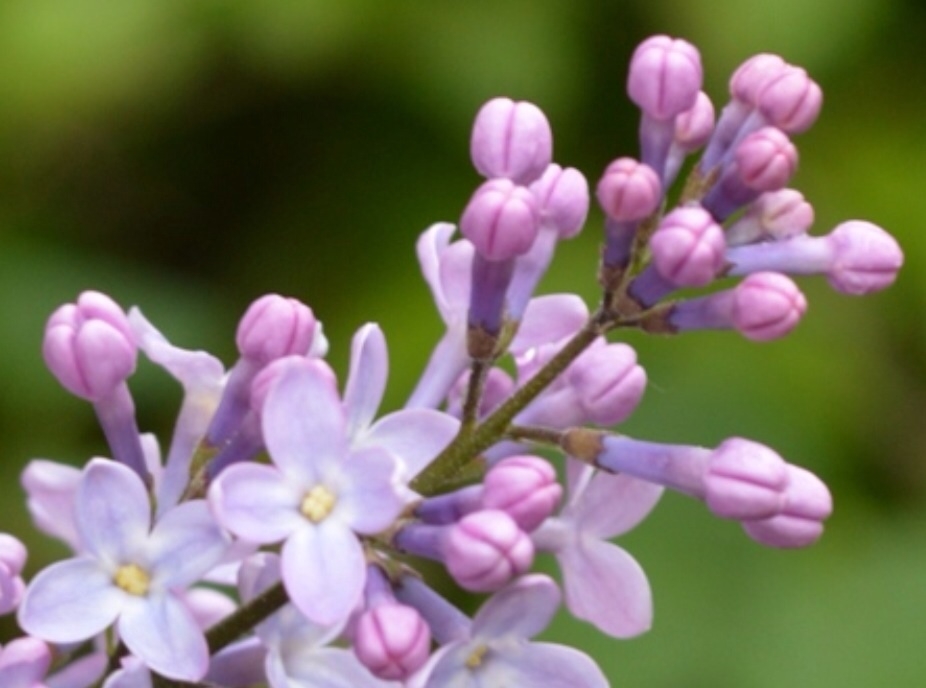 Plaatje bij antwoord