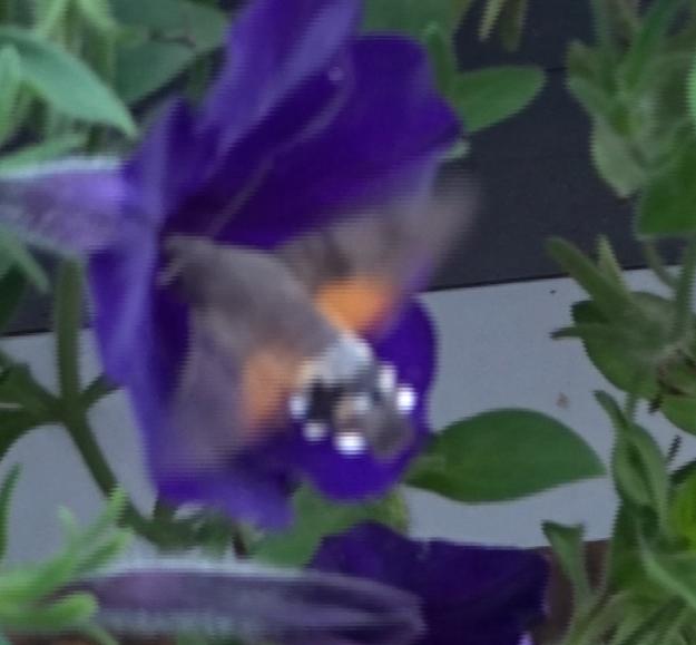 Picture for question