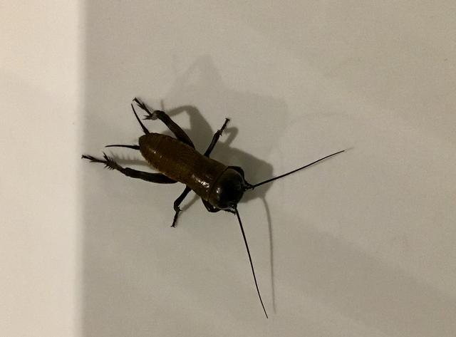 Picture for question