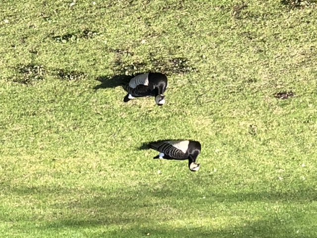 Picture for question