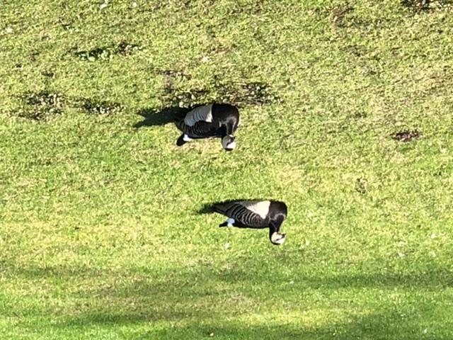 Picture for question