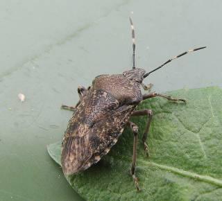 Plaatje bij antwoord