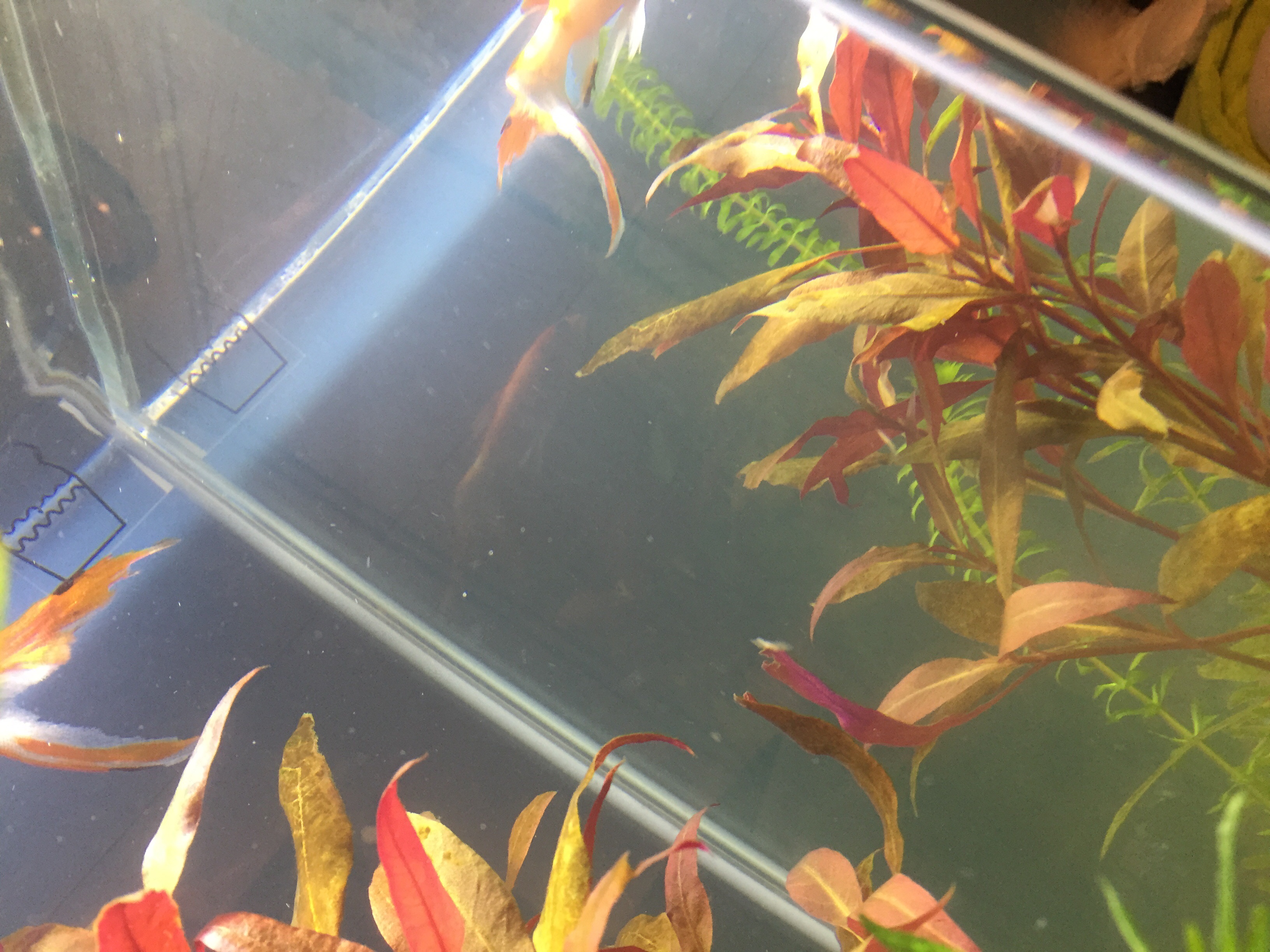 Picture for question