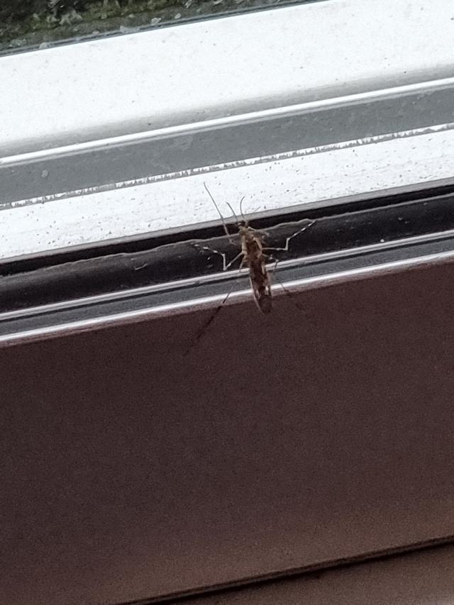 Picture for question